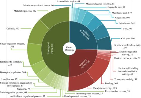 Histogram Presentation Of Gene Ontology GO Classification Of DEGs