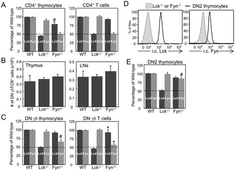 Effect of reducing Lck or Fyn levels on polyclonal γδ T cell