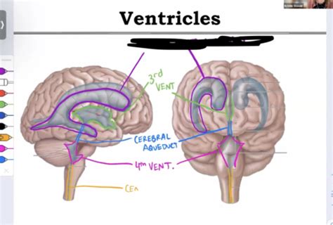 Unit Ventricles Csf Arteries Flashcards Quizlet