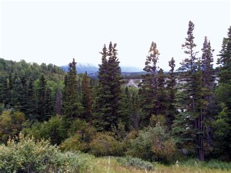 ~Conifers that are evergreens