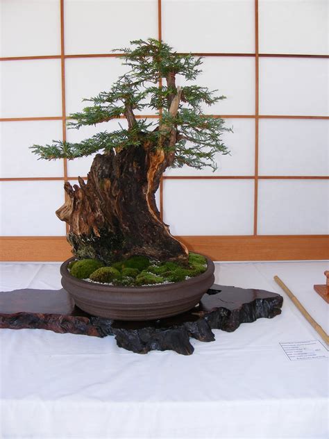 Spiritual Meaning Of Bonsai Tree