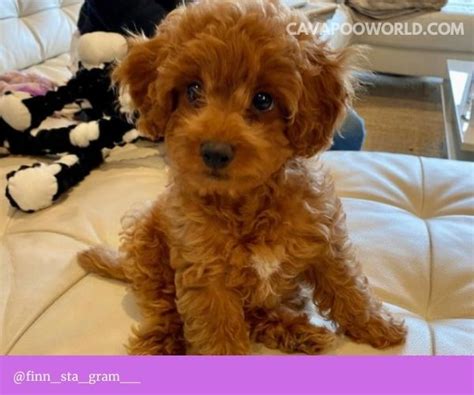 Cavapoo temperament - Cavapoo World