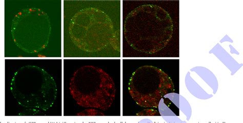 Figure 1 From Cellular And Developmental Function Of ACAP Type ARF GAP