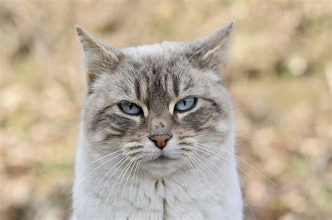 Décryptage Pourquoi les chats choisissent ils leur humain