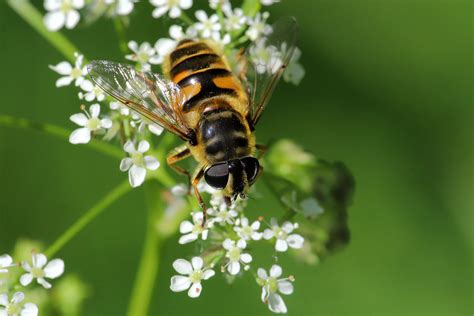 Myathropa Florea May Fovslet Forest Kolding Denmar Erland