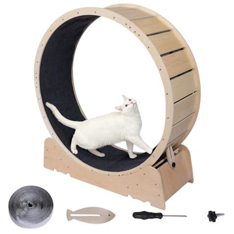 Best Cat Exercise Wheel For Indoor Cats In 2023