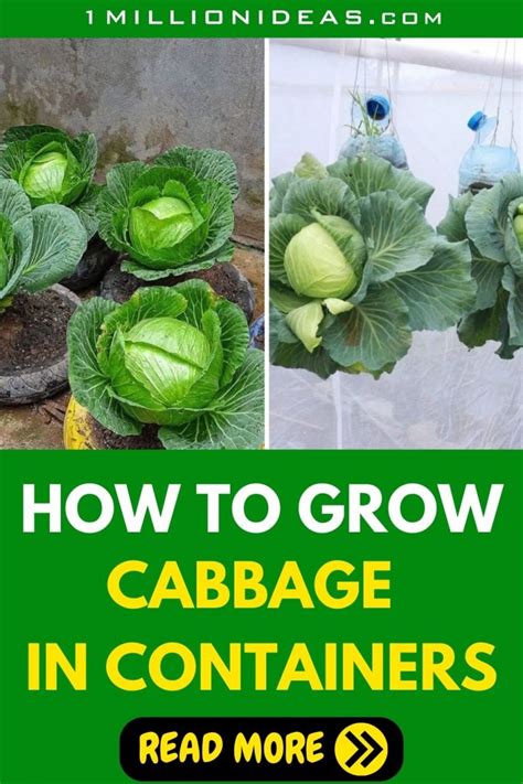 How To Save Space And Money By Growing Cabbage In Containers