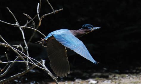 Green Heron Flying | Smithsonian Photo Contest | Smithsonian Magazine