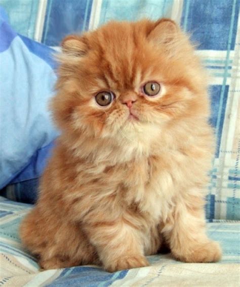 Persian Kitten Orange Furry Kittens