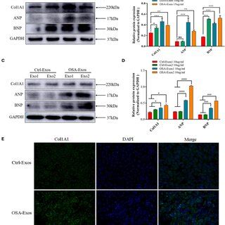 Identification Of Isolated Plasma Exosomes A Image Of Isolated