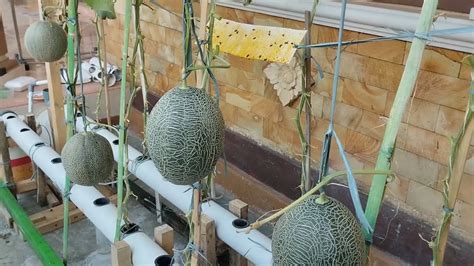 Simple Melon Hydroponics With The Dft System Using Pvc Pipes