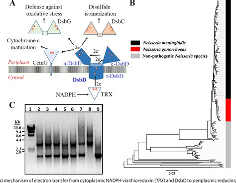 Figure From Structural And Biochemical Insights Into The Disulfide