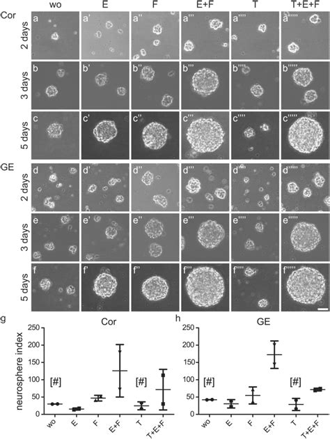 Neural Stem Progenitor Cells Proliferated In The Presence Of EGF And Or