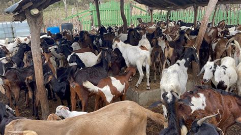 Medicamento que utilizó cuando los animales no quieren comer YouTube