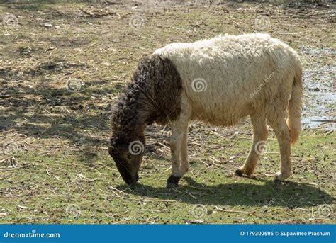 Sheep Eating Grass on the Farm Stock Photo - Image of sunlight, grass ...