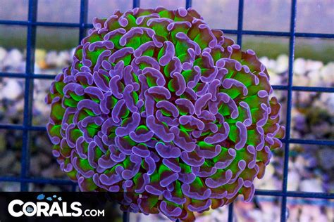 BIG Branching Hammer Frag Australia Neon Stems Purple Tips Corals