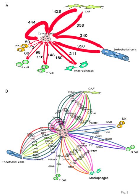 The Proposed Cell Cell Interaction Network Between Cancer And The Download Scientific Diagram