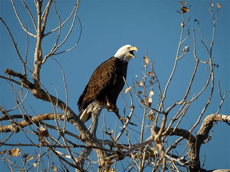 Cry of the Bald Eagle Photograph by Cary Leppert - Fine Art America