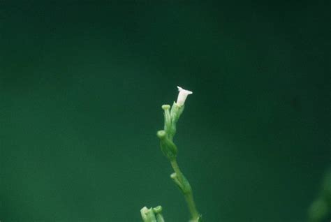 Valeriana Scandens Bejucos Y Plantas Trepadoras De Puerto Rico E Islas