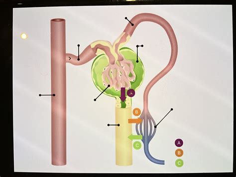 Functioning of the kidney diagram Diagram | Quizlet