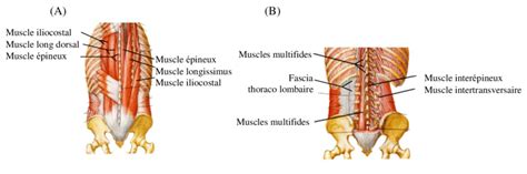 Anatomie Du Muscle Lombaire