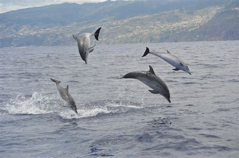 Humpback Whales Of Island Ilha De Mozambique World Cetacean Alliance