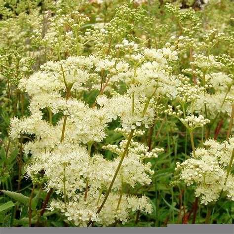 Filipendula ulmaria Reine des Prés Une vivace à fleurs crème