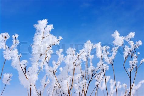 buesche stock bild colourbox