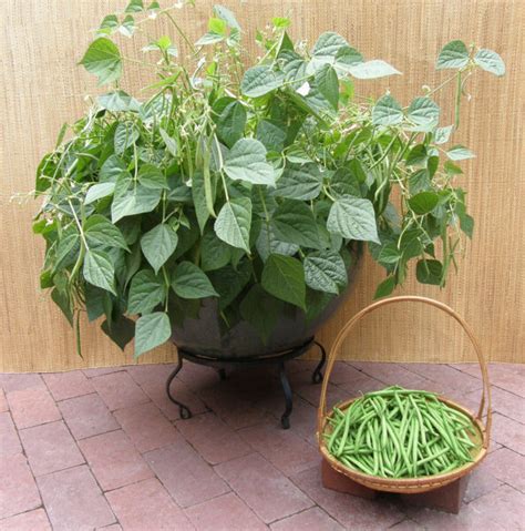 Best Green Beans To Grow In Containers Brown Thumb Mama