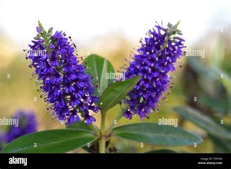 Purple Hebe Flowers Hi Res Stock Photography And Images Alamy