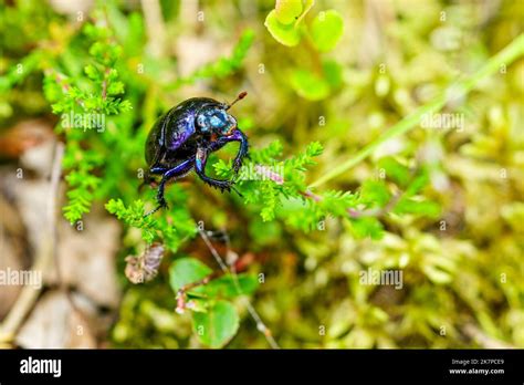 Dor Beetle Species Of Earth Boring Dung Beetle Anoplotrupes