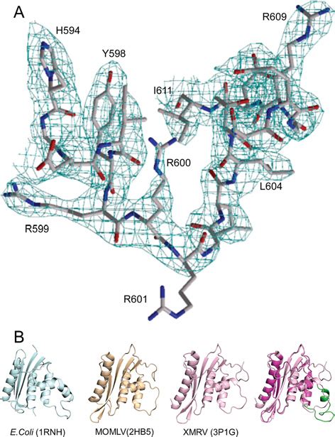 Basic Protrusion Motif A Electron Density Map The 2fofc Map Of Xmrv