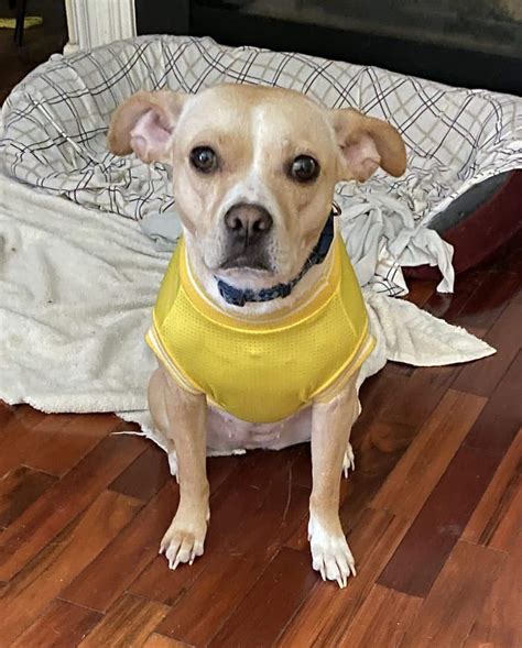 Chihuahua Bulldog Mix Dog for Adoption in Charlotte NC by Owner - Butter's Bark Story