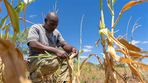 Wfp Zambia Faces Crisis As Drought Devastates Crops