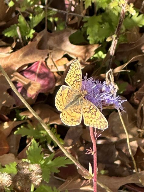 Variegated Fritillary From Thrush Dr Leander Tx Us On December