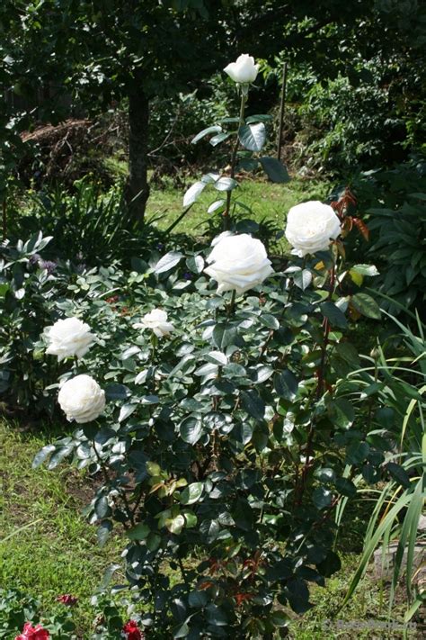 Роза Ломоносов Фото И Описание – Telegraph