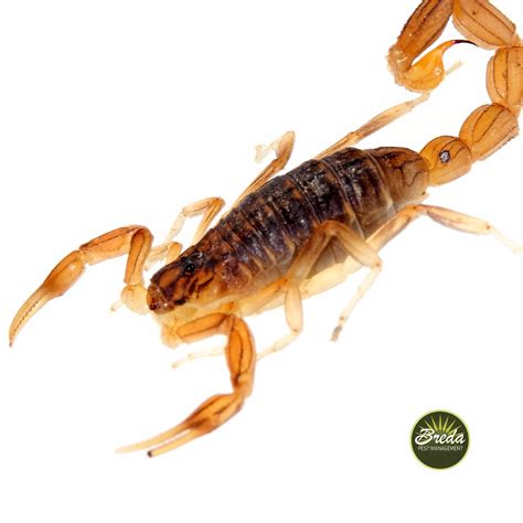 Types Of Scorpions Found In Georgia Breda Pest Management