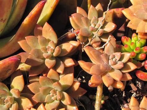 How To Care For Graptosedum Bronze Plant