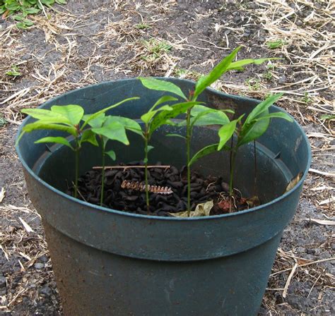 HiloBeads: Clove seeds, clove seedlings and cloves