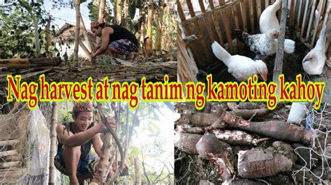 Harvest And Planting Casava Update Sa Ating Mga Native Na Manok Nag