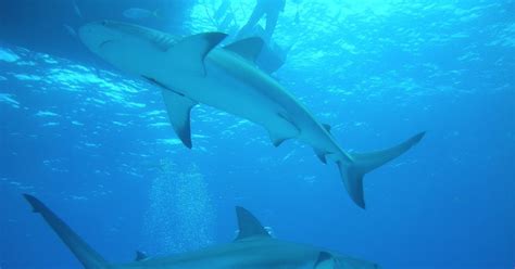 Muere Una Turista Estadounidense Atacada Por Un Tiburón En Una Playa De Bahamas