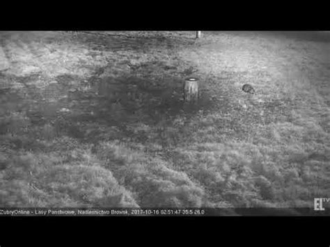 ŻubryOnline Wisents Poland 2017 10 16 Bison and Raccoon dog YouTube