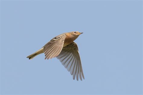 Red Throated Pipit Singapore Birds Project