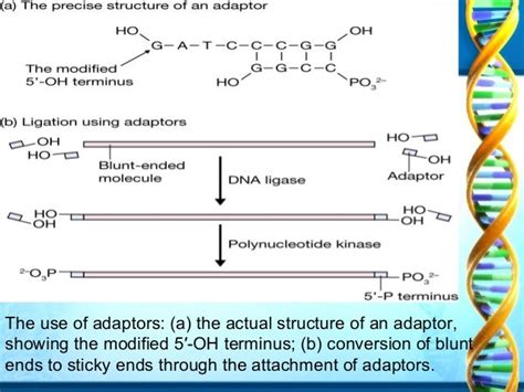 Ligation Of Dna