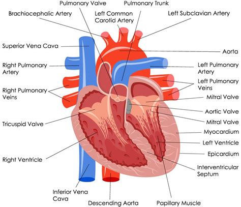 The Heart Scientist Cindy