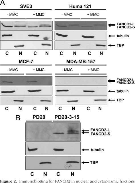 Figure 1 From Significance Of The Fanconi Anemia FANCD2 Protein In