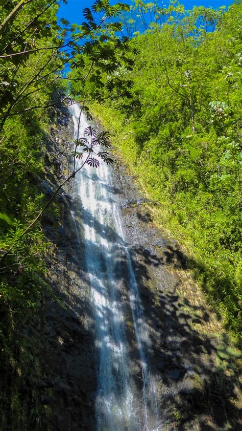 See Manoa Falls with Travel to Paradise, your Hawaii Travel Agent