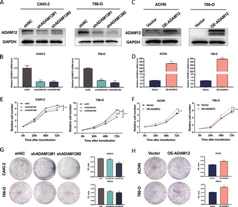 Adam12 Promoted The Proliferation Of Ccrcc Cells A B Adam12 Was Download Scientific Diagram