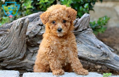 Rainy Labradoodle Toy Mini Labradoodle Puppy For Sale Keystone