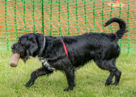 Training For Pet Gundogs What Is It